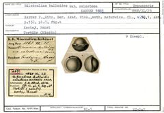 Karteikarte zum Syntyp von Biloculina bulloides calostoma Karrer, 1868
